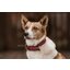 KENTUCKY DOGWEAR Hundehalsband Plaited Nylon