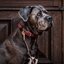 KENTUCKY DOGWEAR Hundehalsband Plaited Nylon