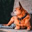KENTUCKY DOGWEAR Hundehalsband Plaited Nylon