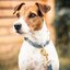 KENTUCKY DOGWEAR Hundehalsband Velvet