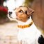 KENTUCKY DOGWEAR Hundehalsband Velvet