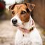 KENTUCKY DOGWEAR Hundehalsband Velvet