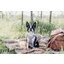 KENTUCKY DOGWEAR Hundegeschirr Activ Velvet
