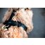 KENTUCKY DOGWEAR Hundegeschirr Activ Velvet