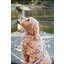 KENTUCKY DOGWEAR Hundegeschirr Activ Velvet