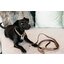 KENTUCKY DOGWEAR Hundeleine Velvet