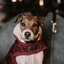 KENTUCKY DOGWEAR Hundemantel Original