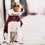 KENTUCKY DOGWEAR Hundemantel Original