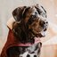 KENTUCKY DOGWEAR Hundemantel Original