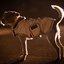 KENTUCKY DOGWEAR Hundemantel reflektierend und wasserabweisend