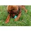 pawberry Dental-Ball