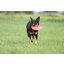 pawberry Frisbee Bissstark