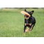 pawberry Frisbee Bissstark