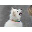 pawberry LED-Hundehalsband