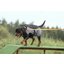 pawberry Hundehalsband Sintra