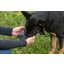 pawberry Hundefutterdummy