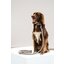ESKADRON Classic Sports Hunde Set Leather