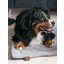 pawberry Hundeplatzdecke Fleece