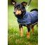 HORSEWARE Hunde-Regenmantel