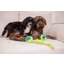pawberry Spielball Toulon