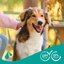 beaphar Hundeshampoo Fell-Glanz