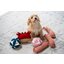 pawberry Hundespielball Leckerli