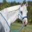 Cheval de Luxe Halfter