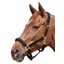 EQUEST Halfter Equi-Stretch
