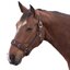 Horse-friends Longier- und Stallhalfter