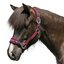 Horse-friends Webhalfter Take it Isi