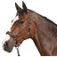 Cheval de Luxe Halfter Lyon