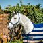 HORSEWARE Halfter und Führstrick Newmarket