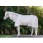 HORSEWARE Fliegendecke AMIGO Integrated Fly Sheet