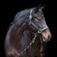EQUINE MICROTEC Lederhalfter