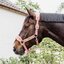 KENTUCKY Teddyfleece-Halfter