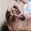 KENTUCKY Teddyfleece-Halfter