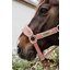 KENTUCKY Teddyfleece-Halfter