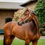 HORSEWARE Signature Halfter