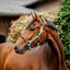 HORSEWARE Signature Halfter