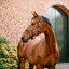 HORSEWARE Signature Halfter