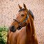HORSEWARE Signature Halfter