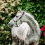 HORSEWARE Signature Halfter Braided