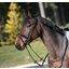 Cheval de Luxe Trensenzaum Montpellier