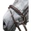 kieffer Trensenzaum Kieffer Ultrasoft®