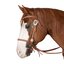Passion 4Q Westerntrense