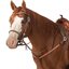 Passion 4Q Westerntrense