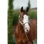 Passion 4Q Showhalfter mit Polsterung
