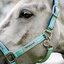 HORSEWARE Halfter Fieldsafe