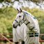 HORSEWARE Halfter Fieldsafe