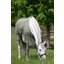 Horse-friends Fliegendecke feinmaschig